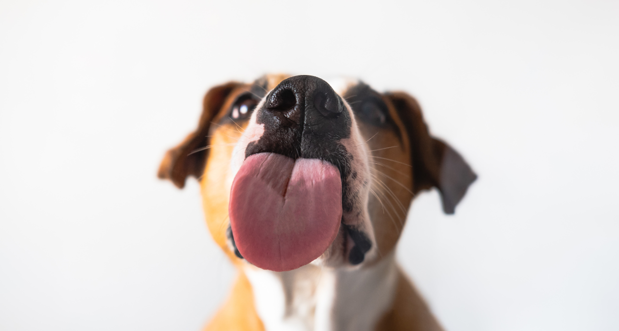blog-hund-leckt