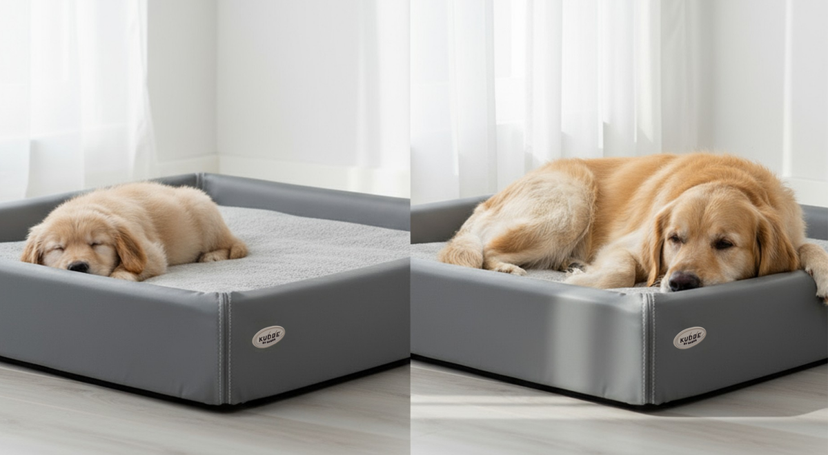 Warum gesunder Schlaf für Welpen und ältere Hunde so wichtig ist