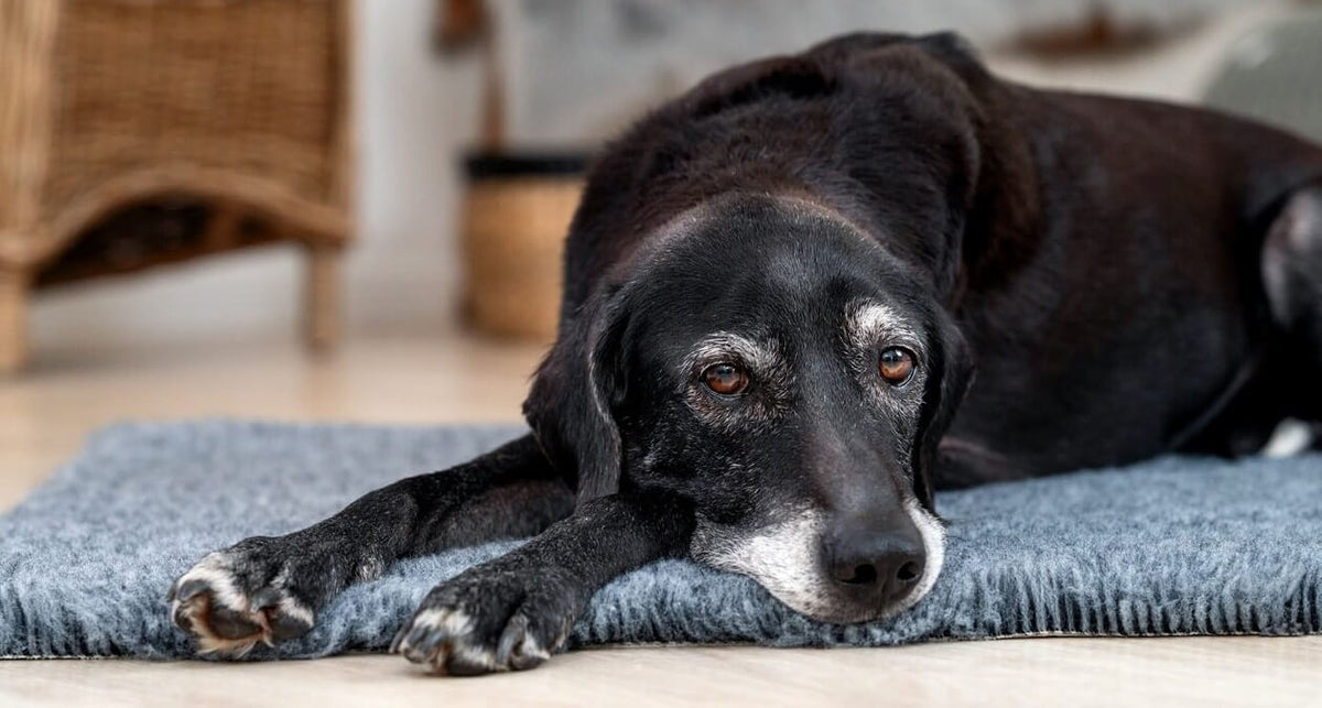 Hunde im Alter: Das musst du wissen