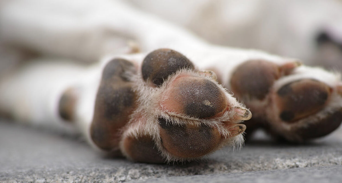 Dein Hund hat sich die Pfote wund gelaufen? Das kannst du tun