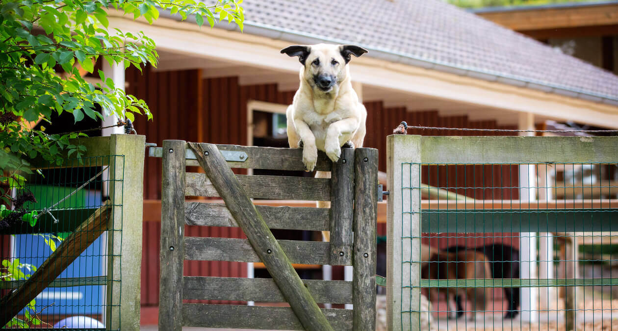 Kangal: das solltest du über den anatolischen Hirtenhund wissen