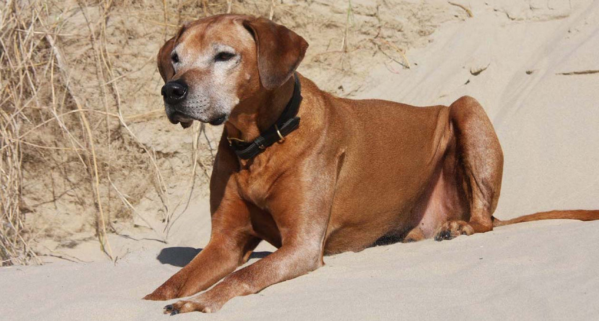 Unsere Top-Tipps für Hunde bei Hitze