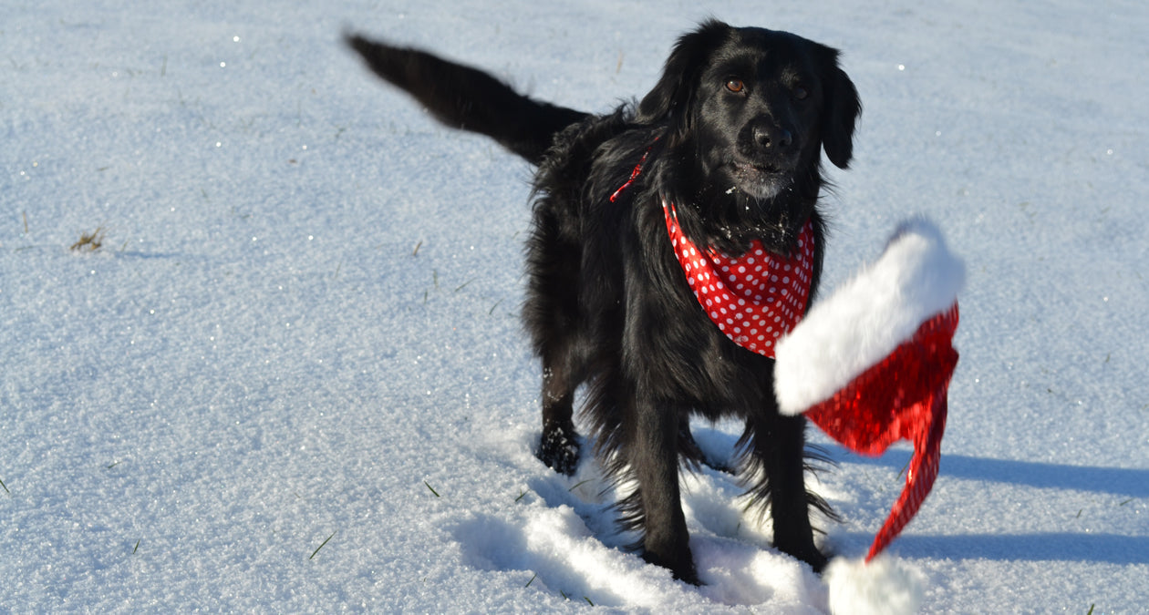 Dein Hund, du und die Adventszeit