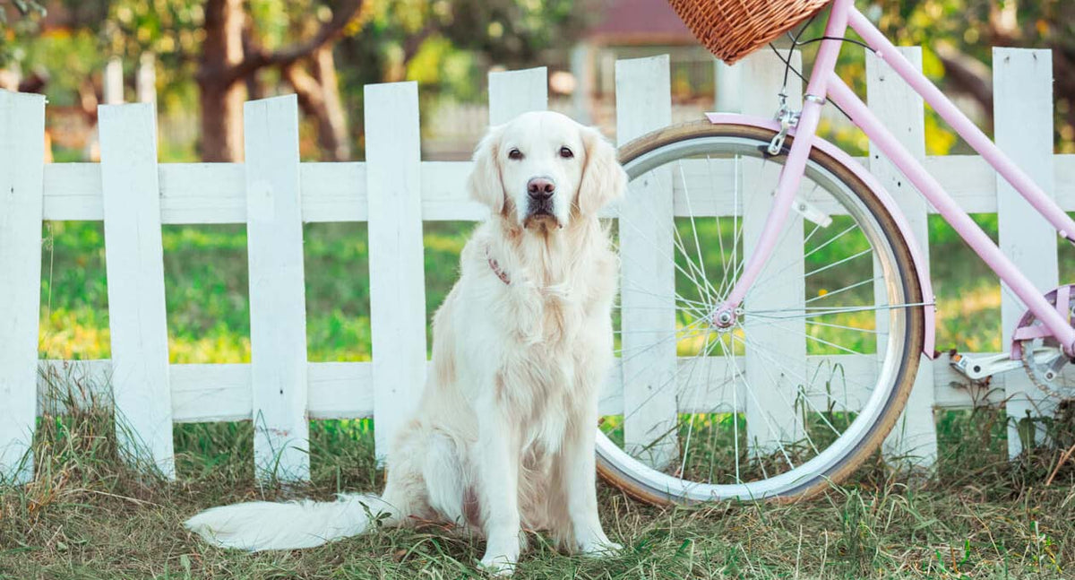 Profi-Tipps zum Fahrradfahren mit Hund