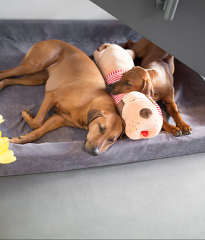Cuddle dog TOMTE