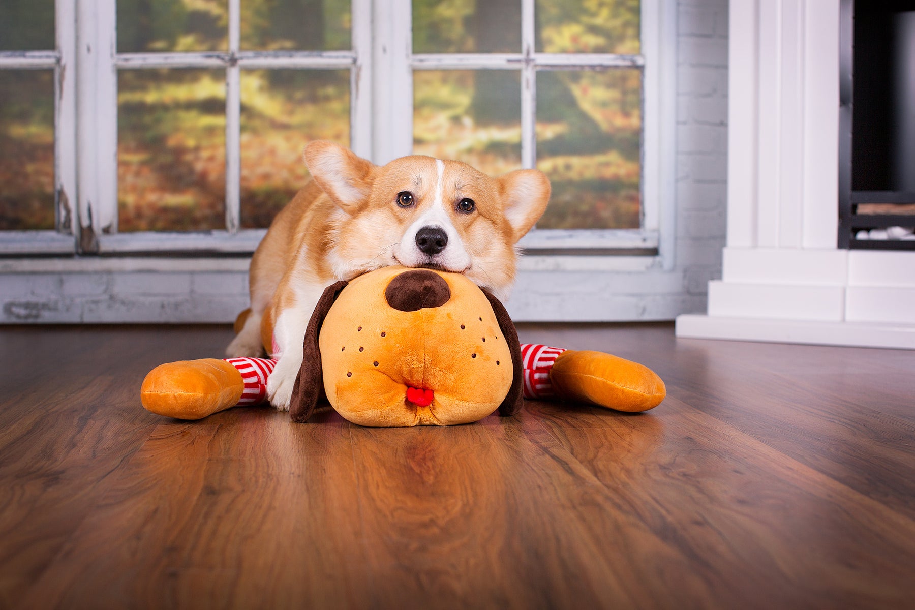 Cuddle dog TOMTE
