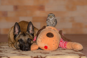 Cuddle dog TOMTE