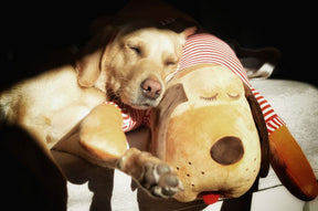 Cuddle dog TOMTE