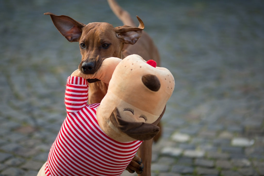 Cuddle dog TOMTE