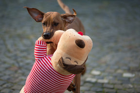 Cuddle dog TOMTE
