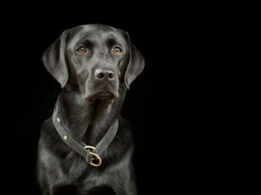 Hondenhalsband CLASSIC Light