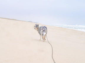 Drag Leash OUTDOOR 5m