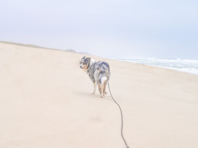 Drag Leash OUTDOOR 5m