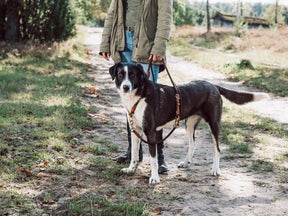 Dog Leash OUTDOOR adjustable
