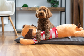 Cuddle dog TOMTE