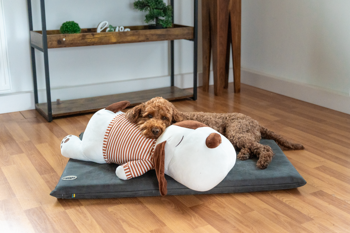 Ankuschelhund TOBI
