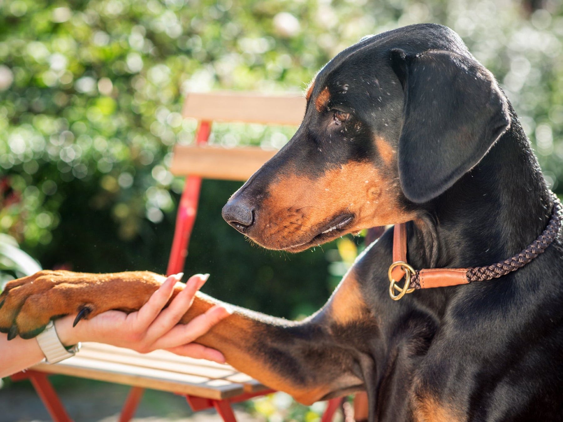 Collare per cani OUTDOOR a strozzo tondo