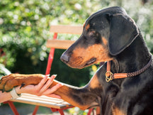 Collare per cani OUTDOOR a strozzo tondo
