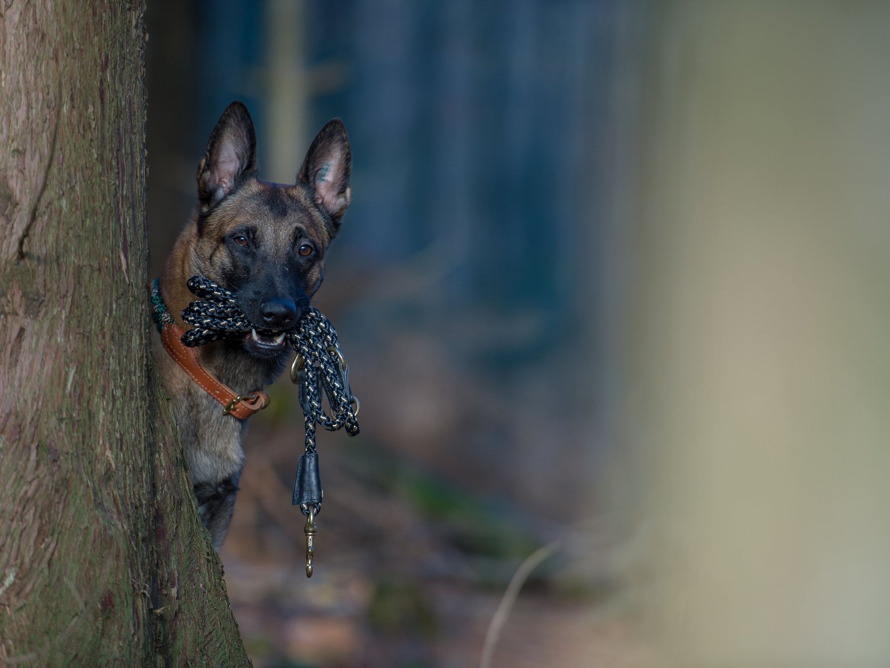 Dog Leash OUTDOOR adjustable
