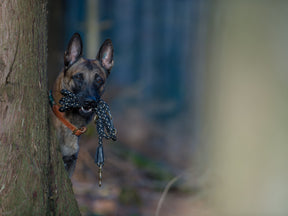 Dog Leash OUTDOOR adjustable