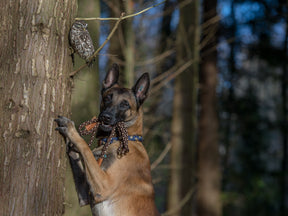 Dog Leash OUTDOOR adjustable