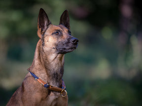 Collare per cani OUTDOOR a strozzo tondo
