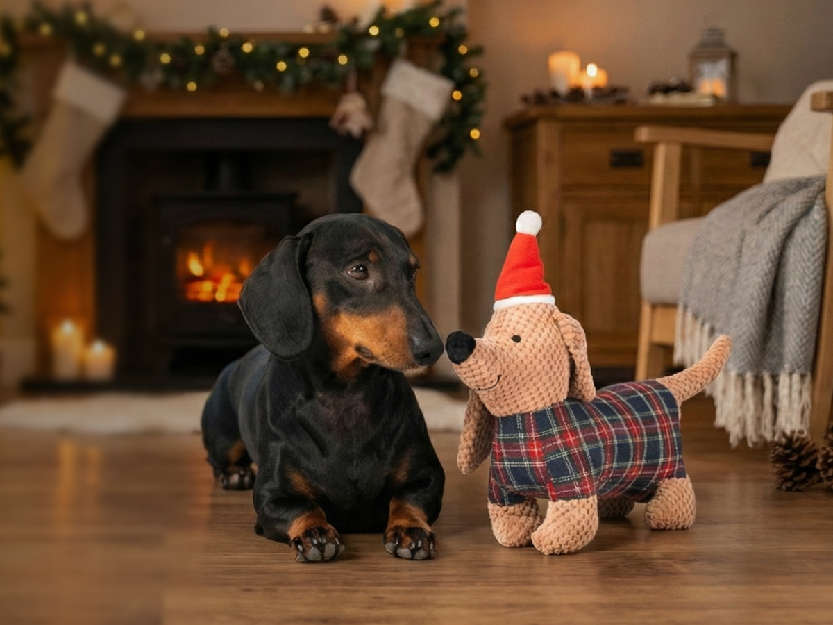 Weihnachtsdackel LUMI