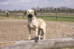 Dog Boots TOFFLER Paw Protection