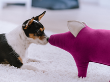 Cochon DÖRTE